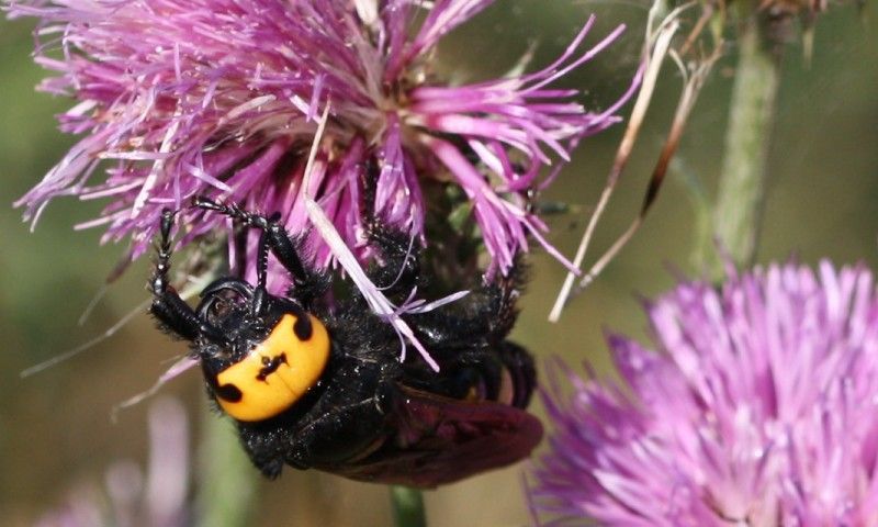Scoliidae: femmina di Megascolia maculata flavifrons